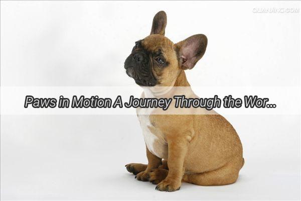 Paws in Motion A Journey Through the World with Your Furry Companions